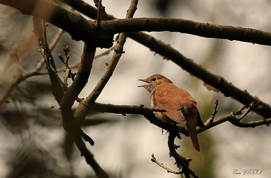 Common Nightingale