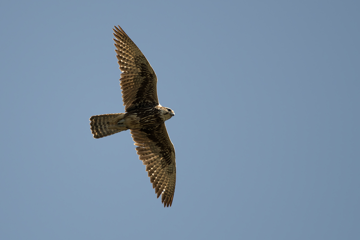 Saker Falcon