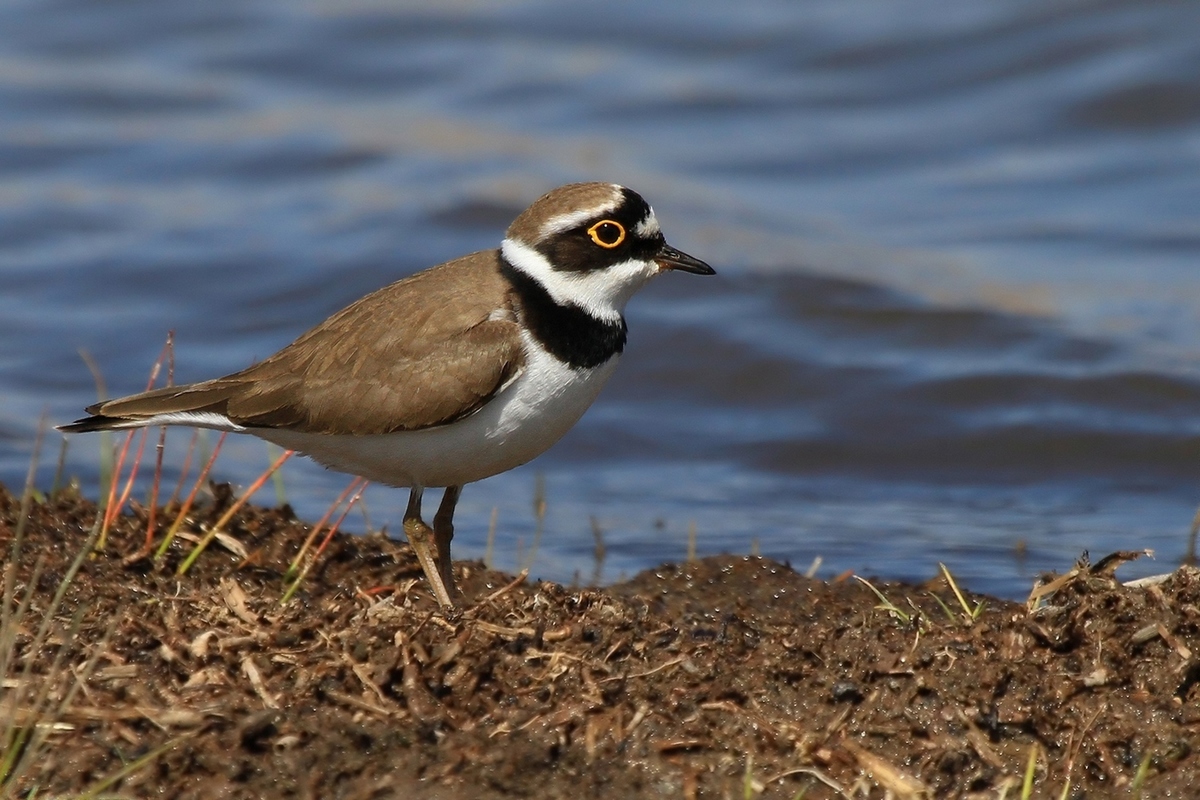 Little Ringed Plover