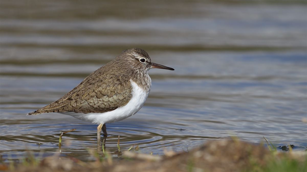 Common Sandpiper
