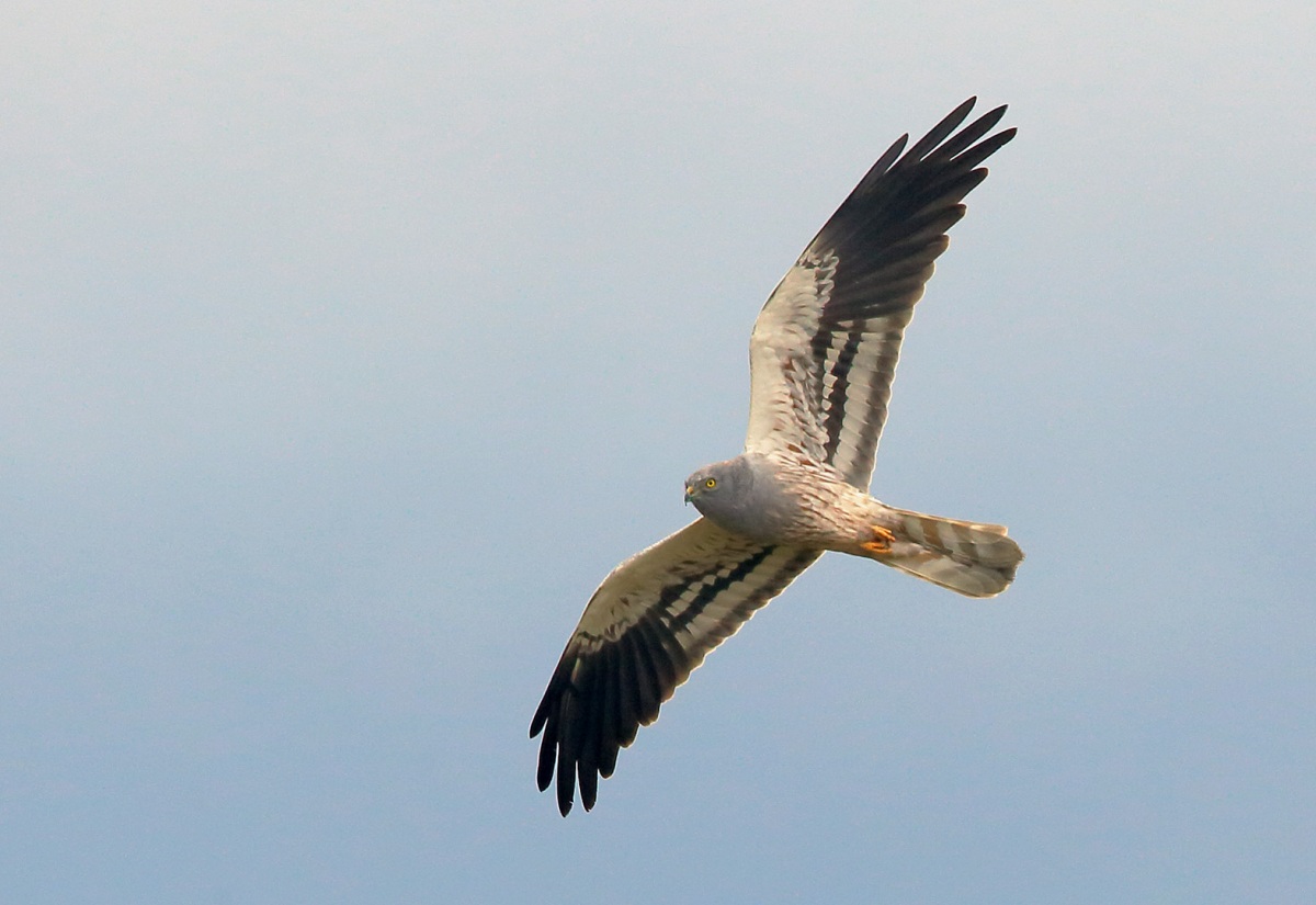 Montagu`s Harrier