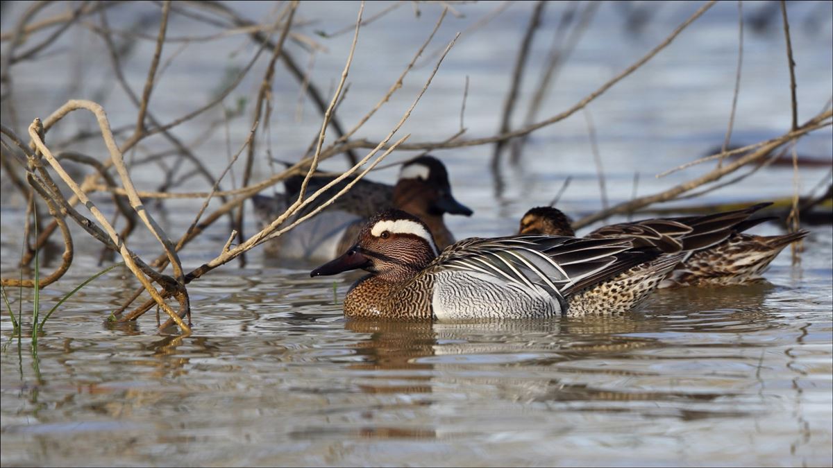Garganey