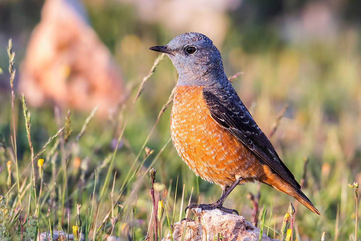 Common Rock Thrush