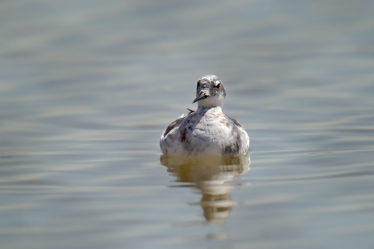 Red-necked Phalarope
