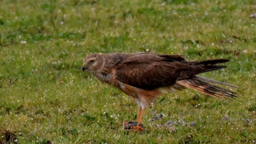 Pallid Harrier