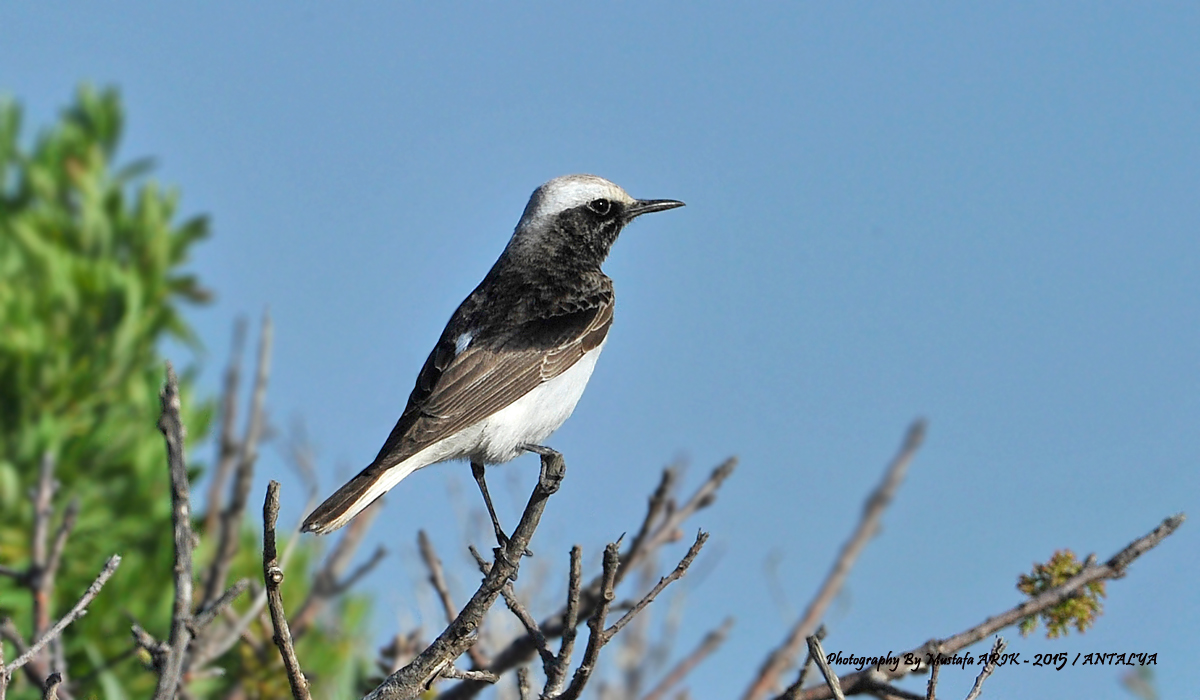 Hooded Wheatear