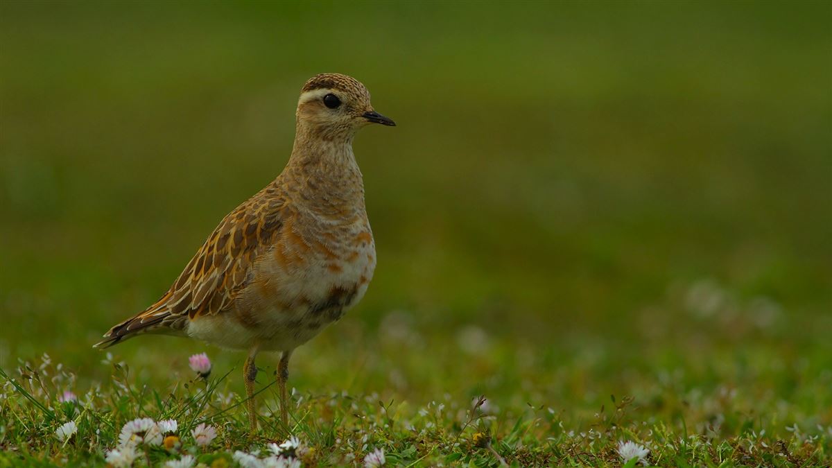 Eurasian Dotterel