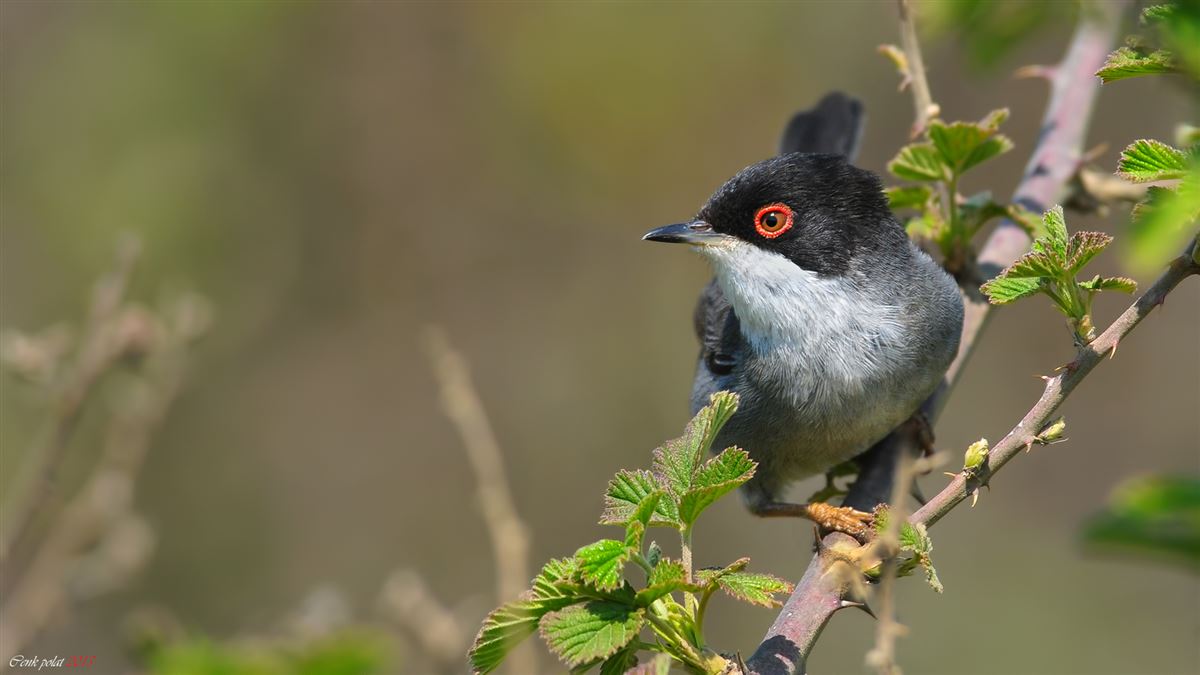Sardinian Warbler