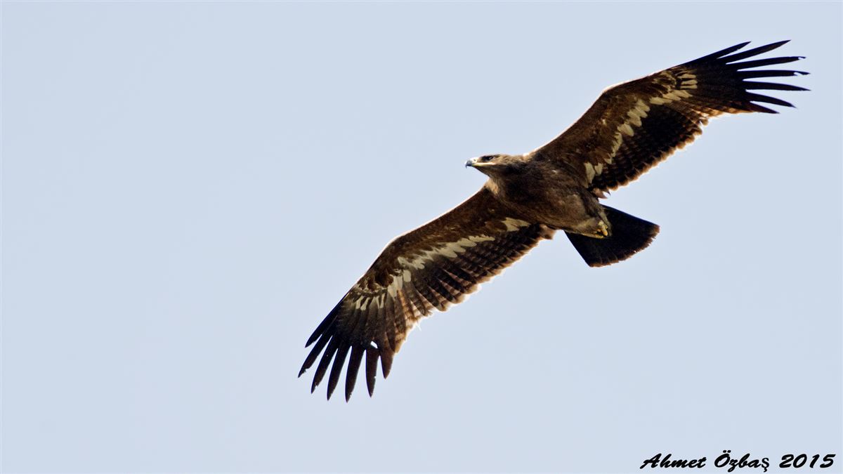 Steppe Eagle