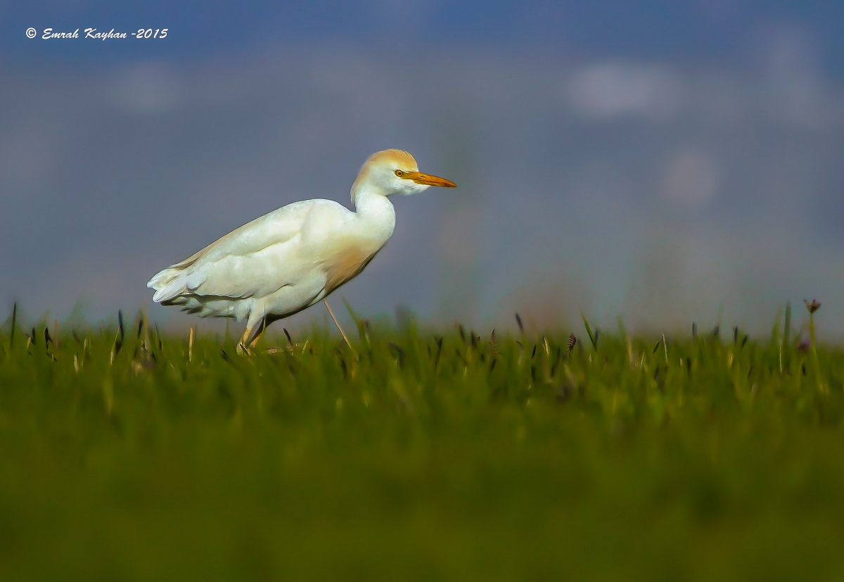 Western Cattle Egret