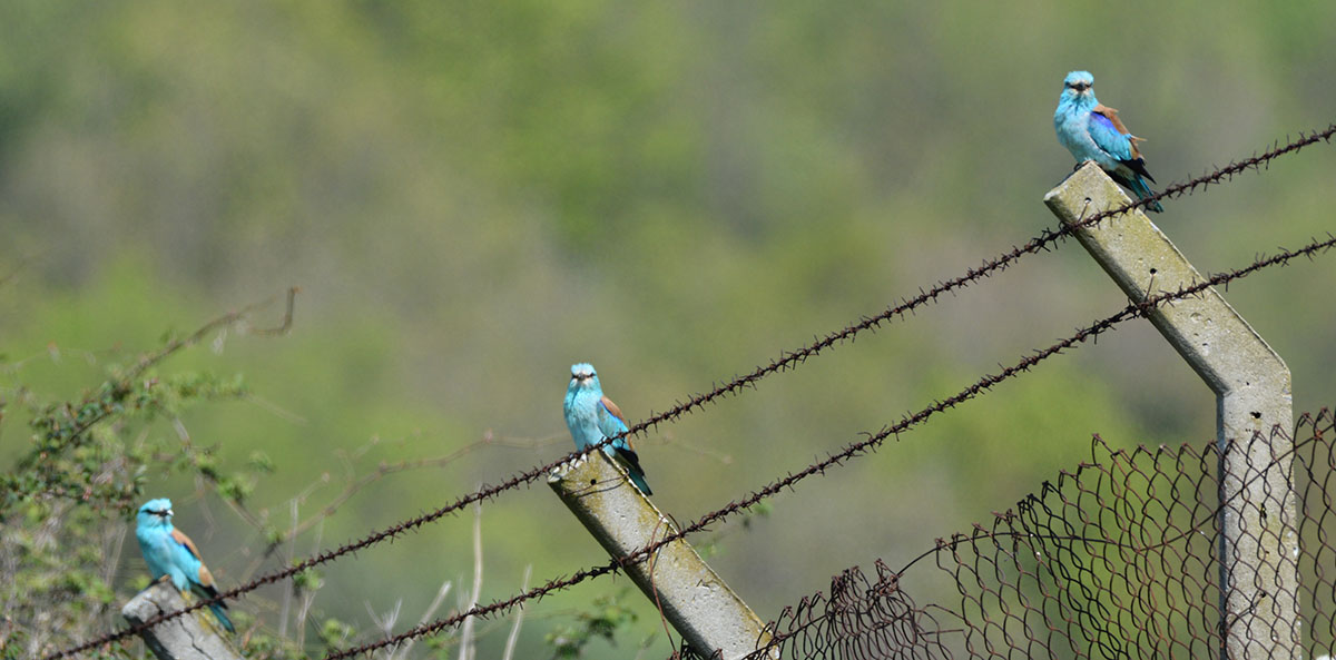 European Roller
