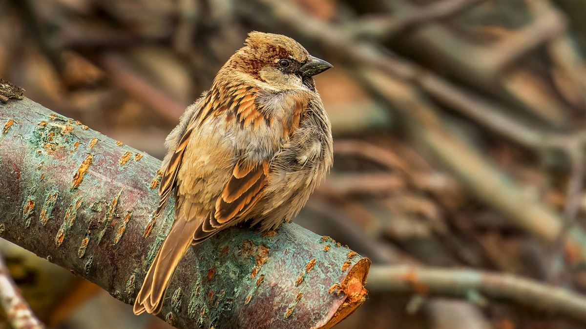 House Sparrow