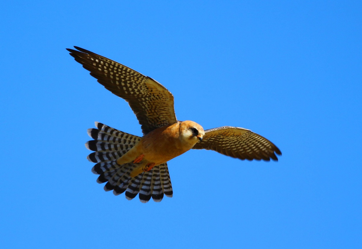 Red-footed Falcon