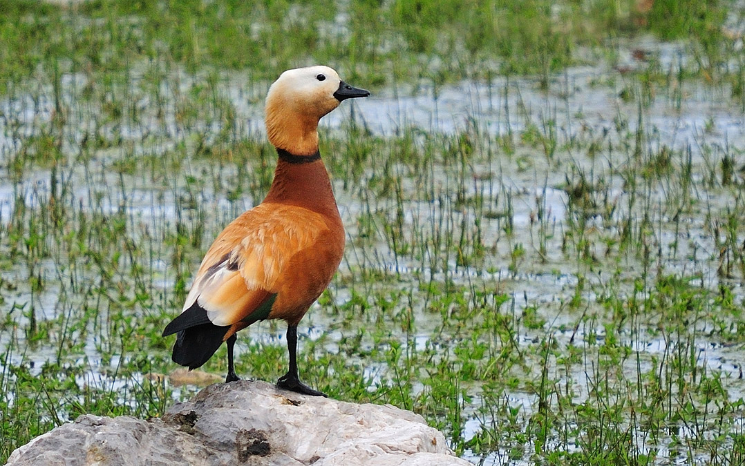 Ruddy Shelduck