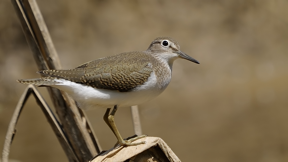 Common Sandpiper