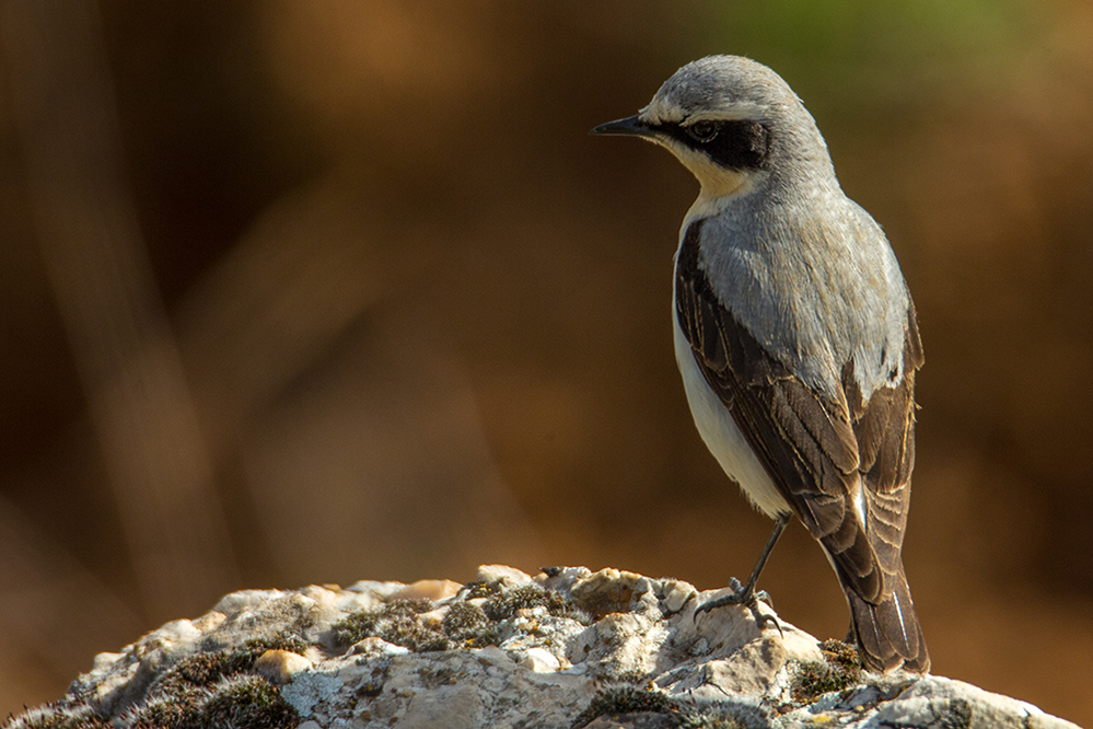 Northern Wheatear