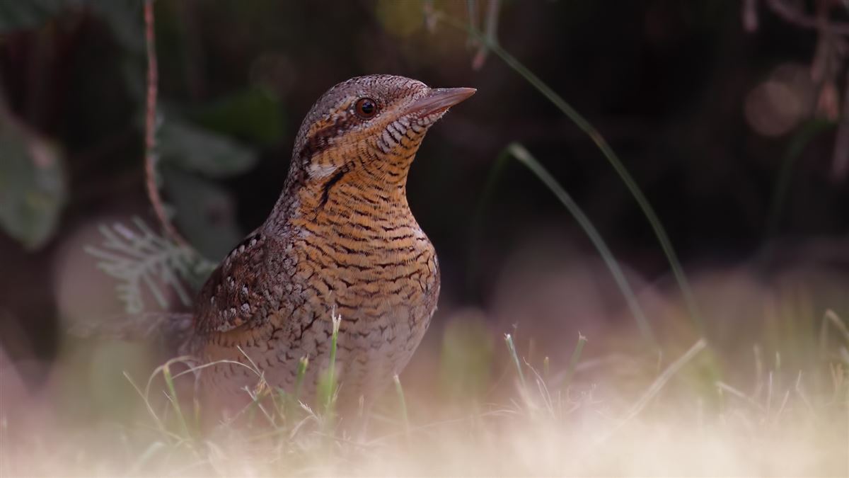 Eurasian Wryneck