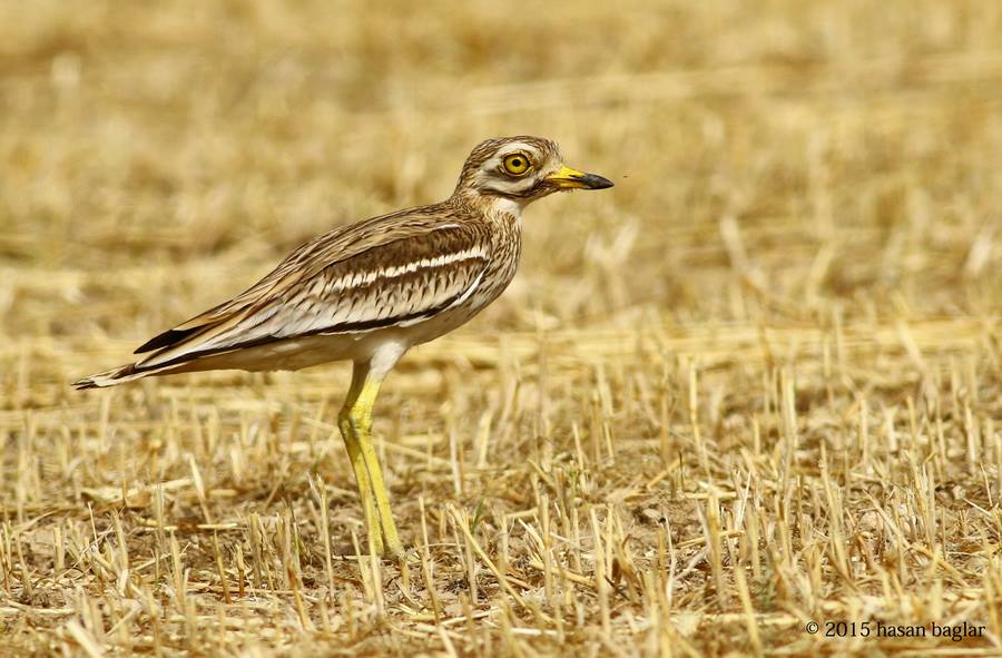 Eurasian Stone-curlew