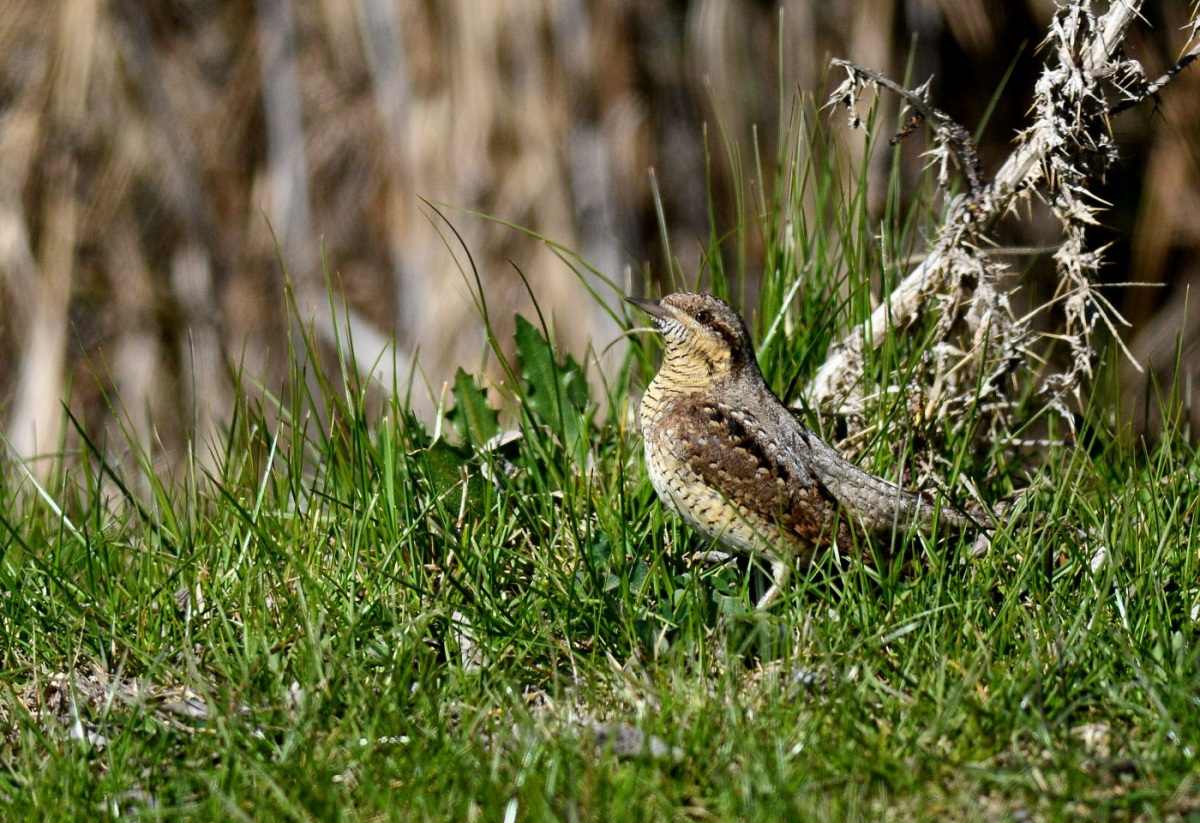 Eurasian Wryneck