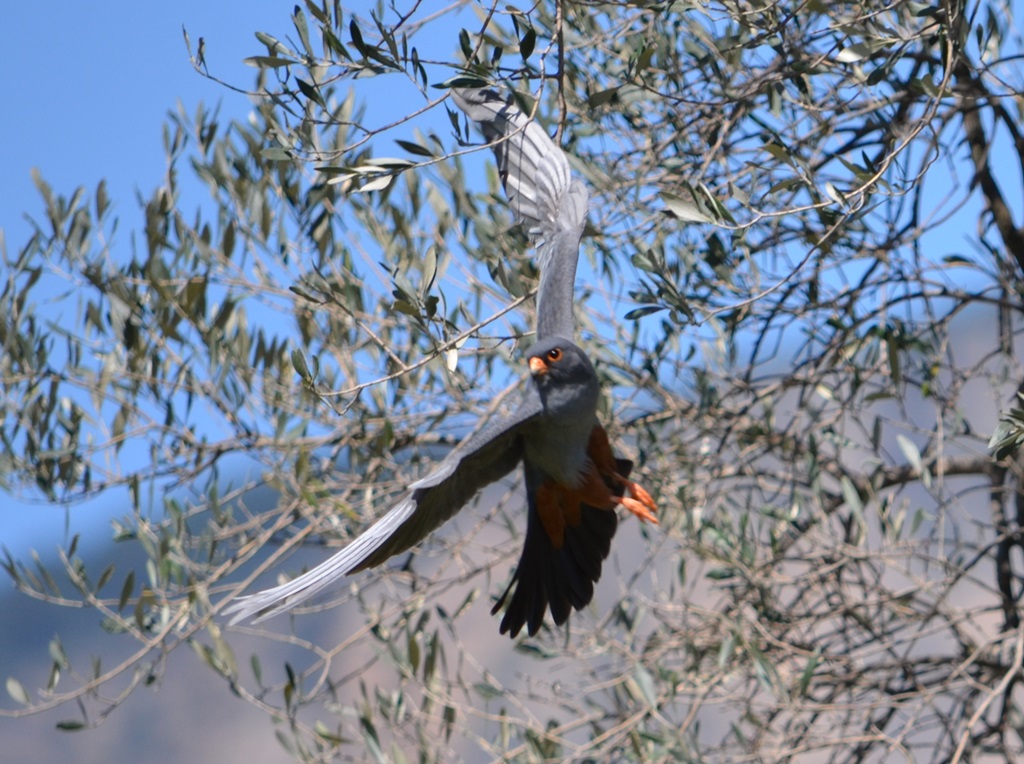 Red-footed Falcon