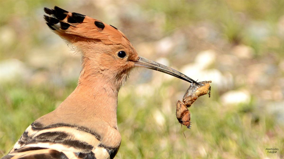 Common Hoopoe
