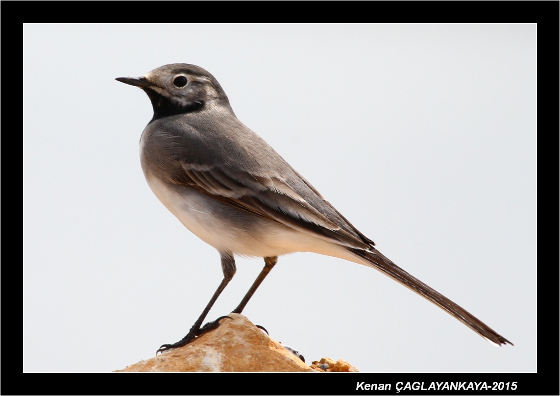 White Wagtail