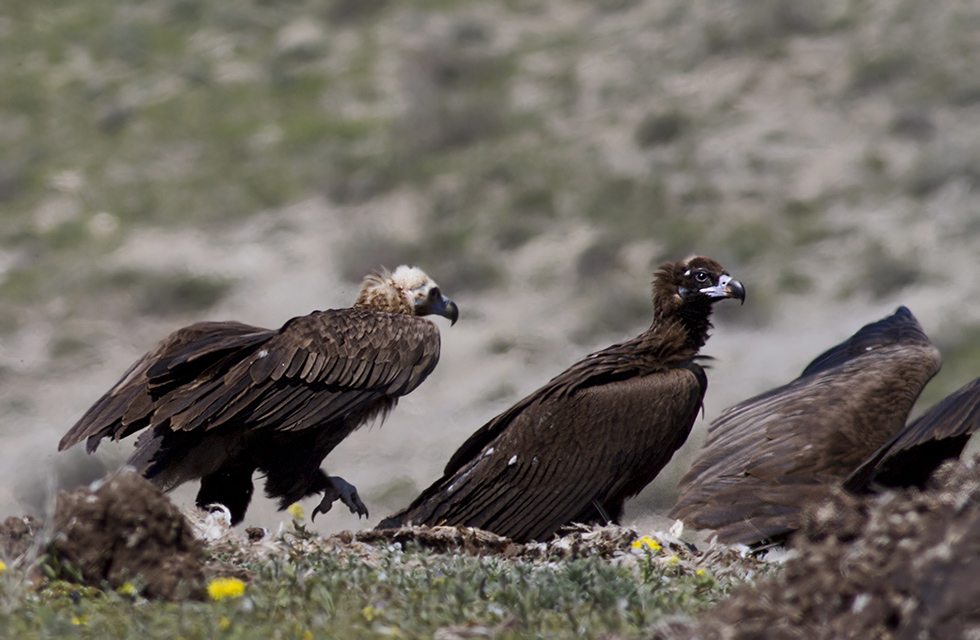 Cinereous Vulture