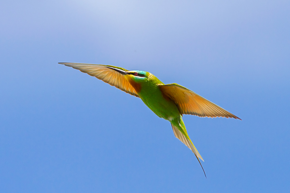 Blue-cheeked Bee-eater
