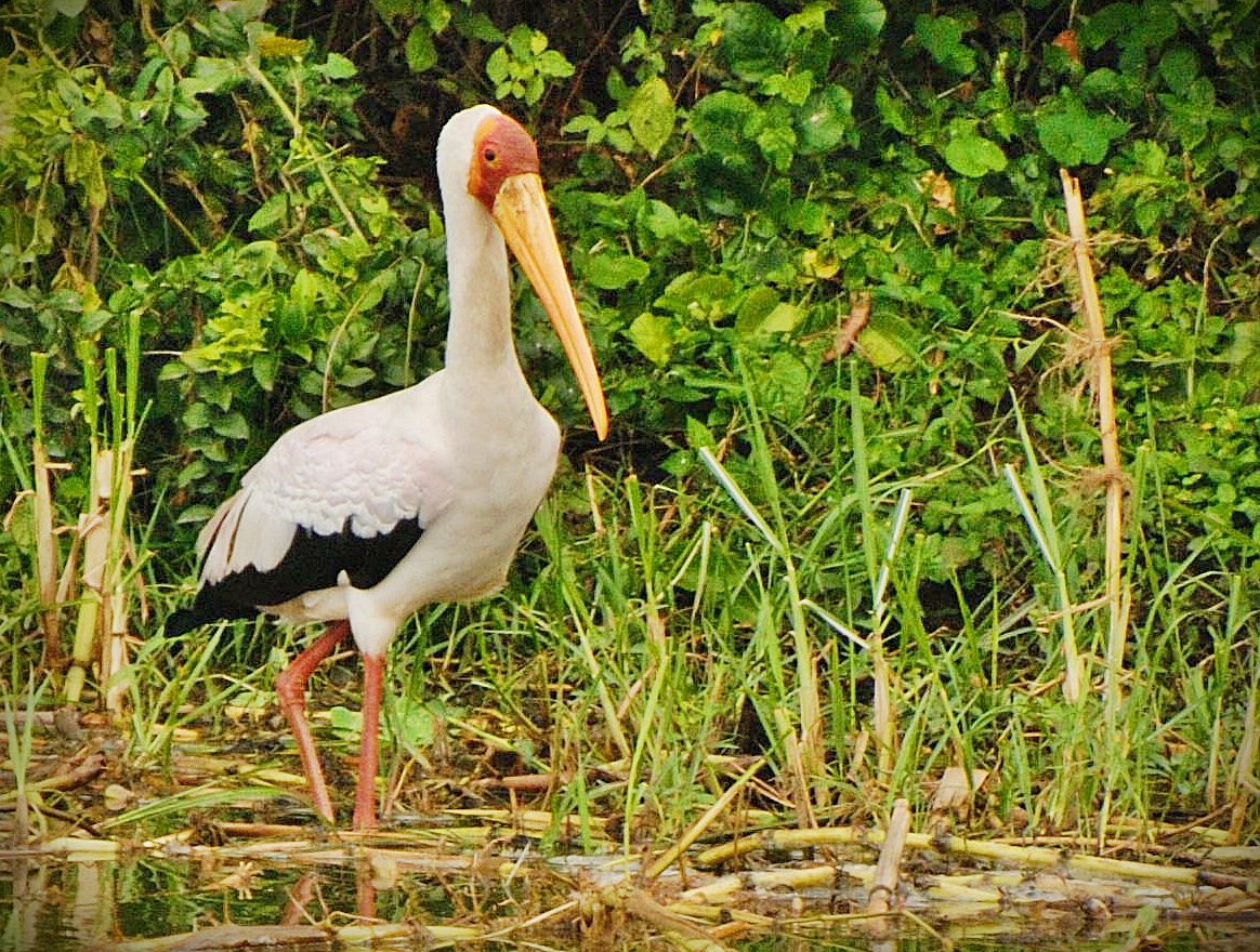 Yellow-billed Stork