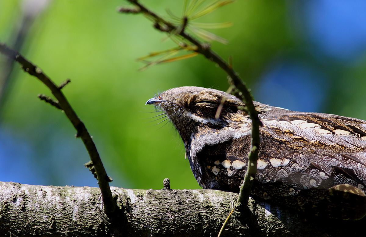 European Nightjar