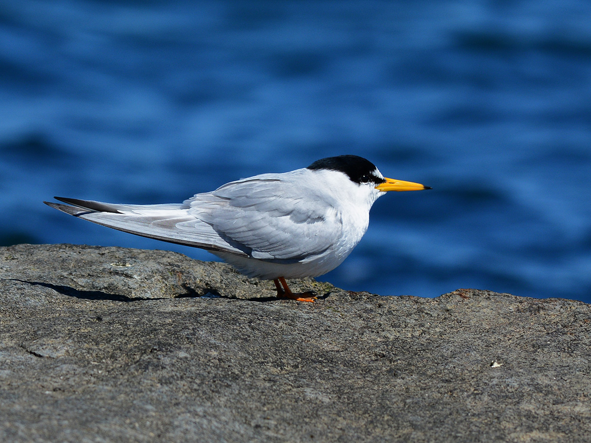 Little Tern
