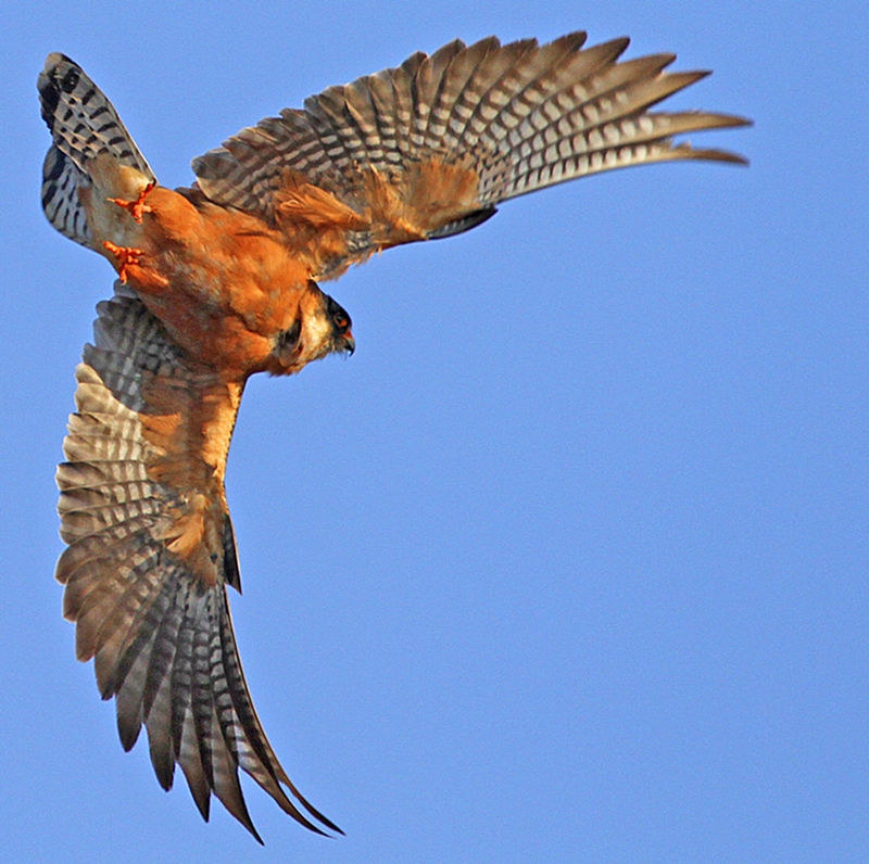 Red-footed Falcon
