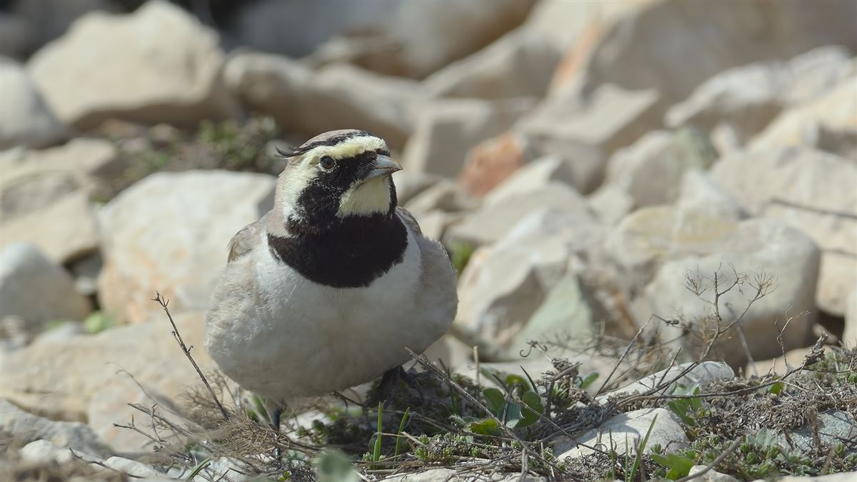 Horned Lark