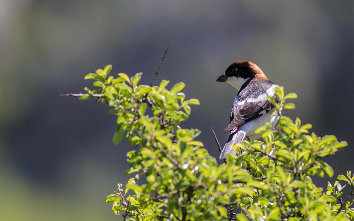 Woodchat Shrike