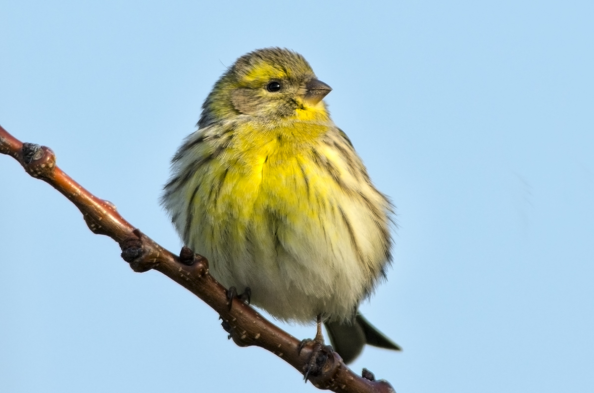 European Serin
