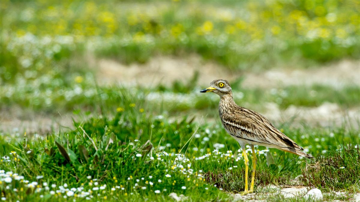 Eurasian Stone-curlew