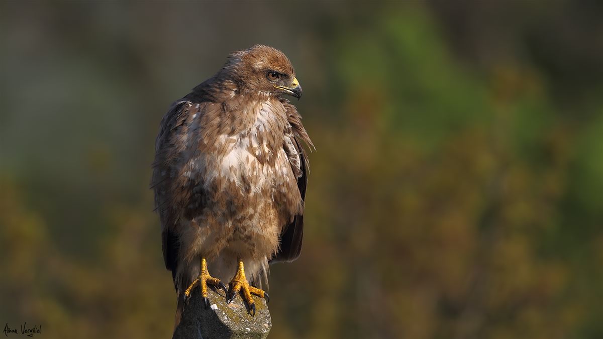 Common Buzzard
