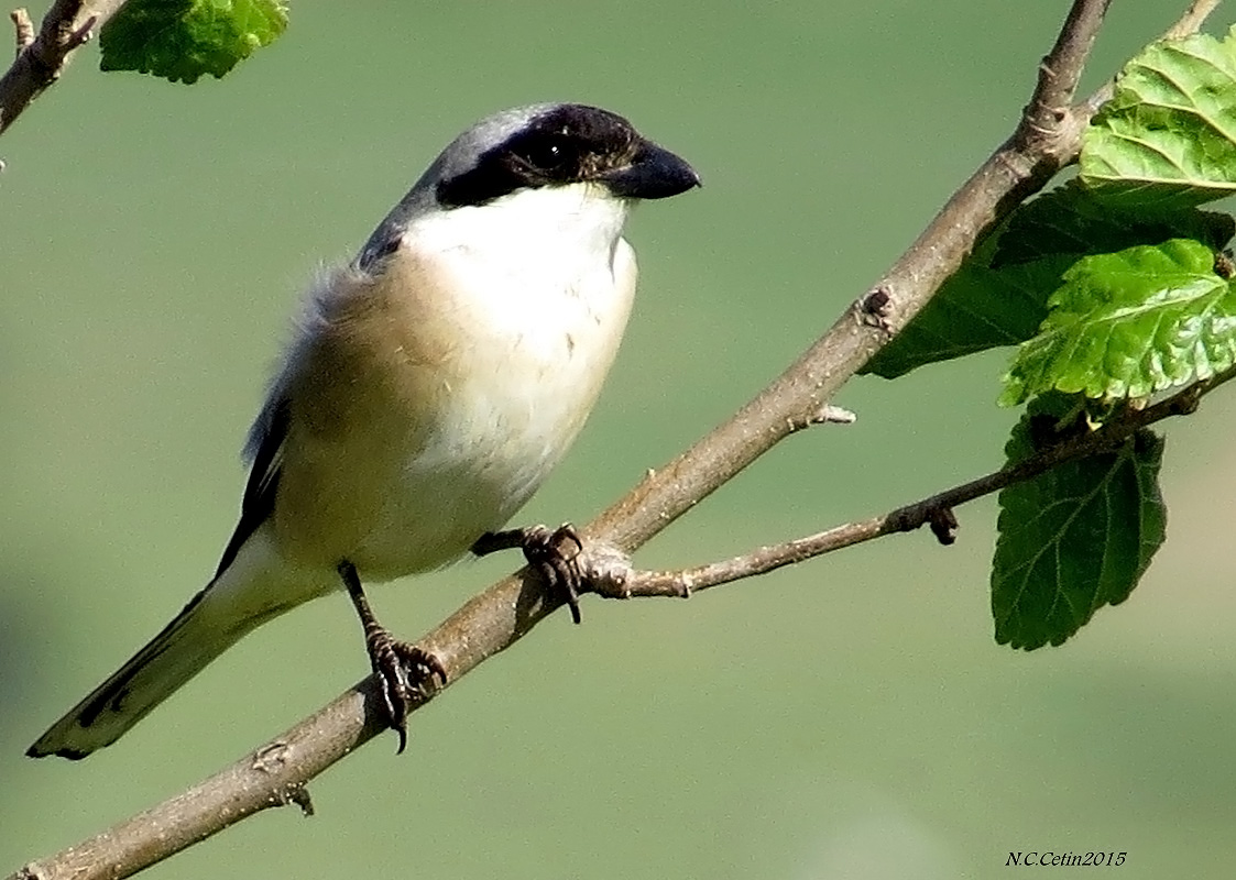 Lesser Grey Shrike