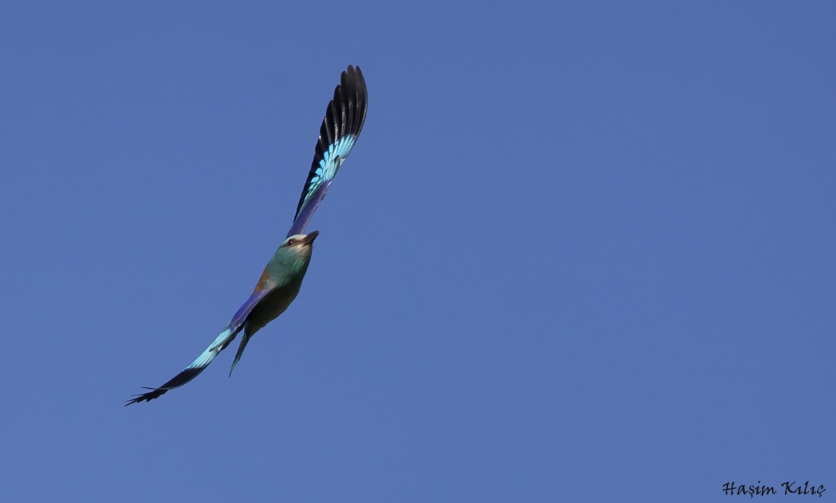European Roller
