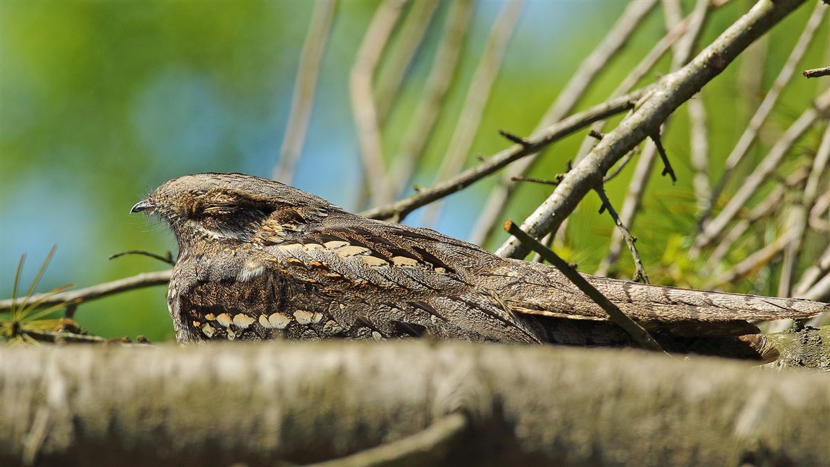 European Nightjar