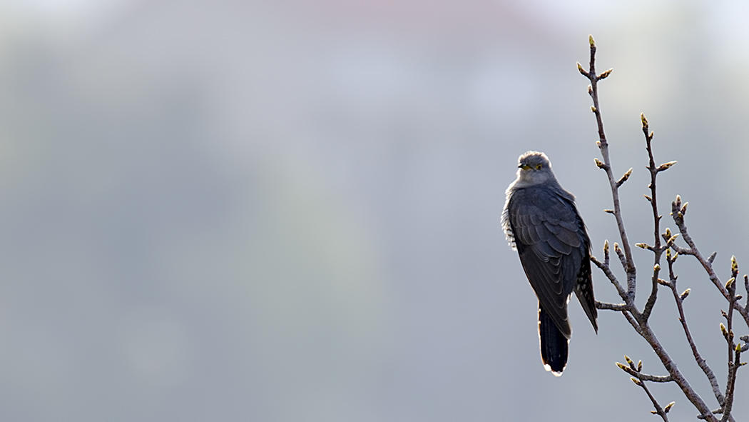 Common Cuckoo