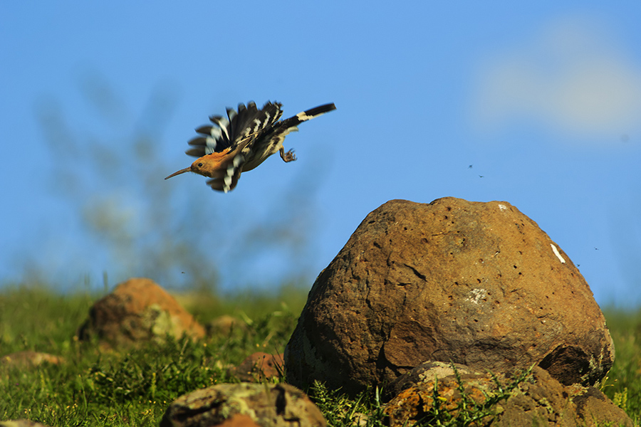 Common Hoopoe