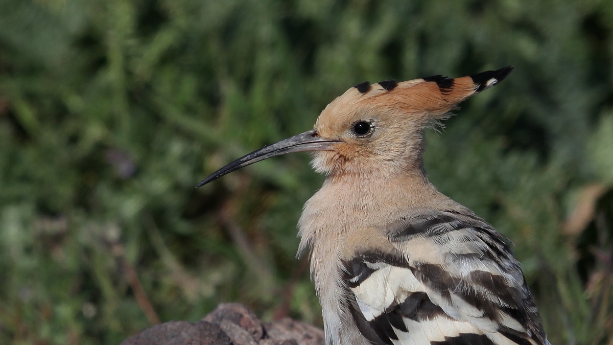 Common Hoopoe