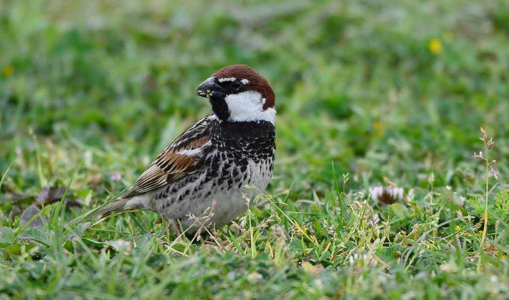 Spanish Sparrow
