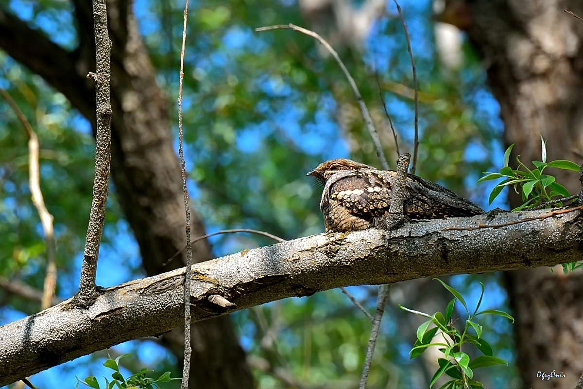 European Nightjar