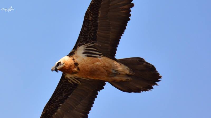 Bearded Vulture