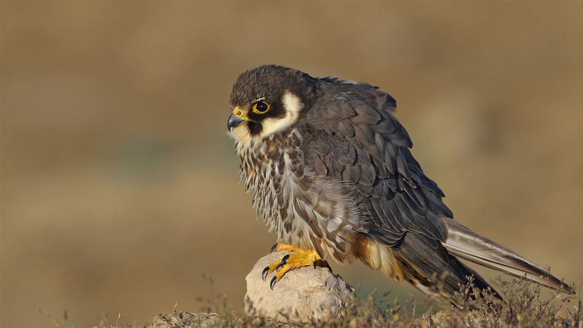 Eurasian Hobby