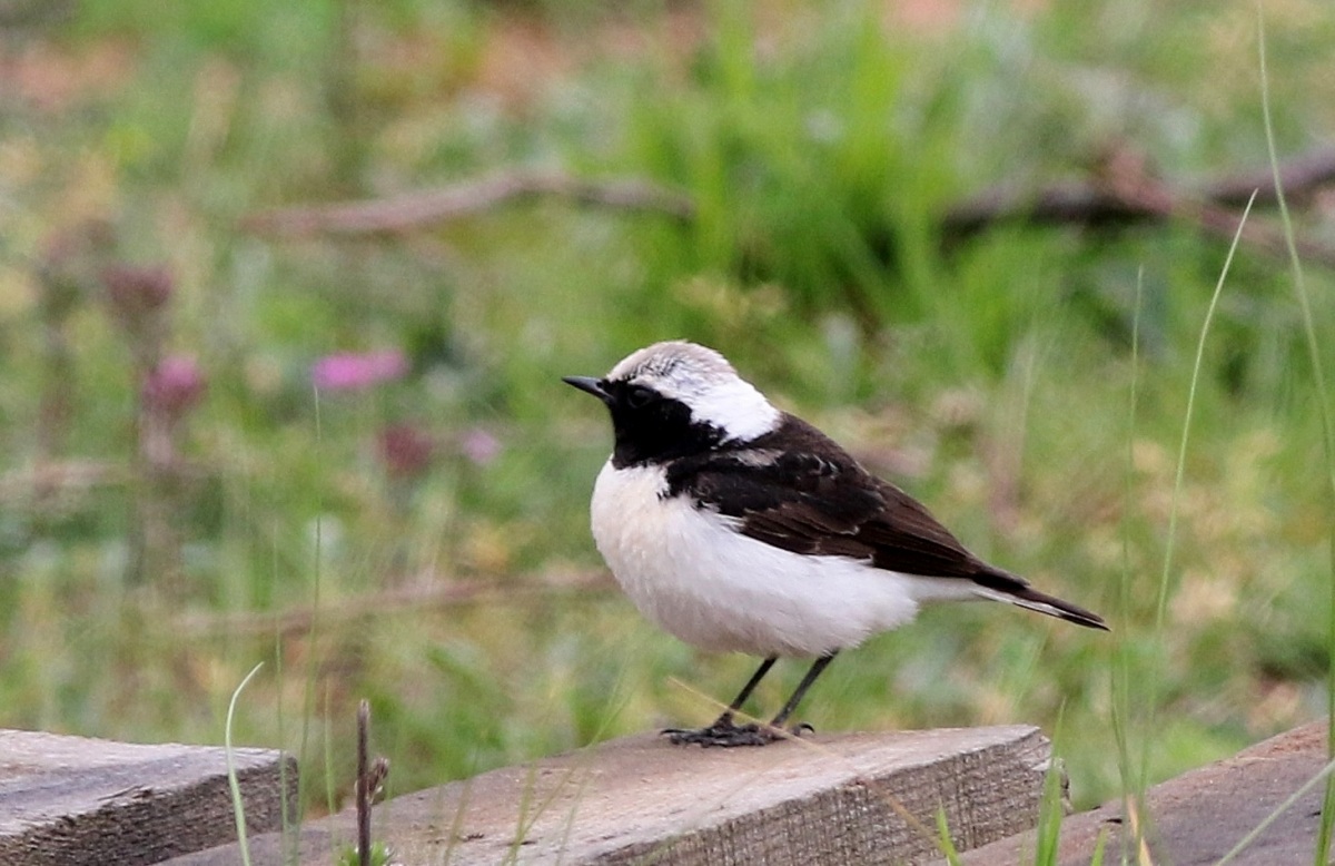 Pied Wheatear