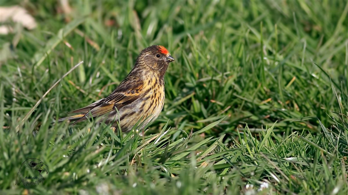 Red-fronted Serin