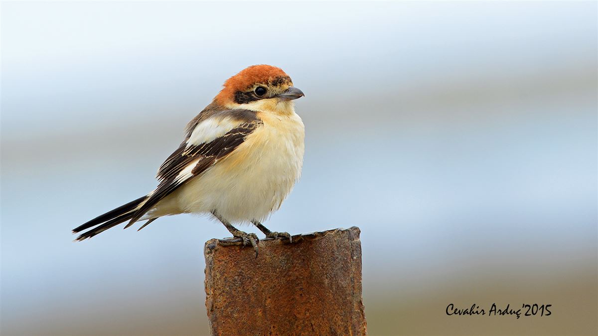 Woodchat Shrike